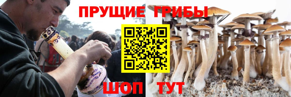 Партизанск  Псилоцибиновые грибы Psilocybe  Вход с VPN  Псилоцибиновые грибы мицелий 